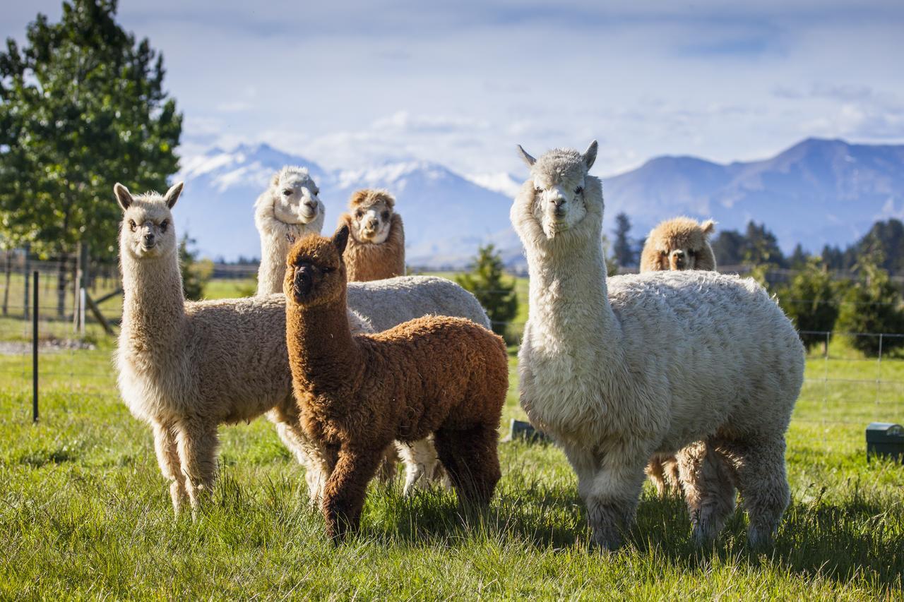 Criffel Station Farmstays Luggate Buitenkant foto