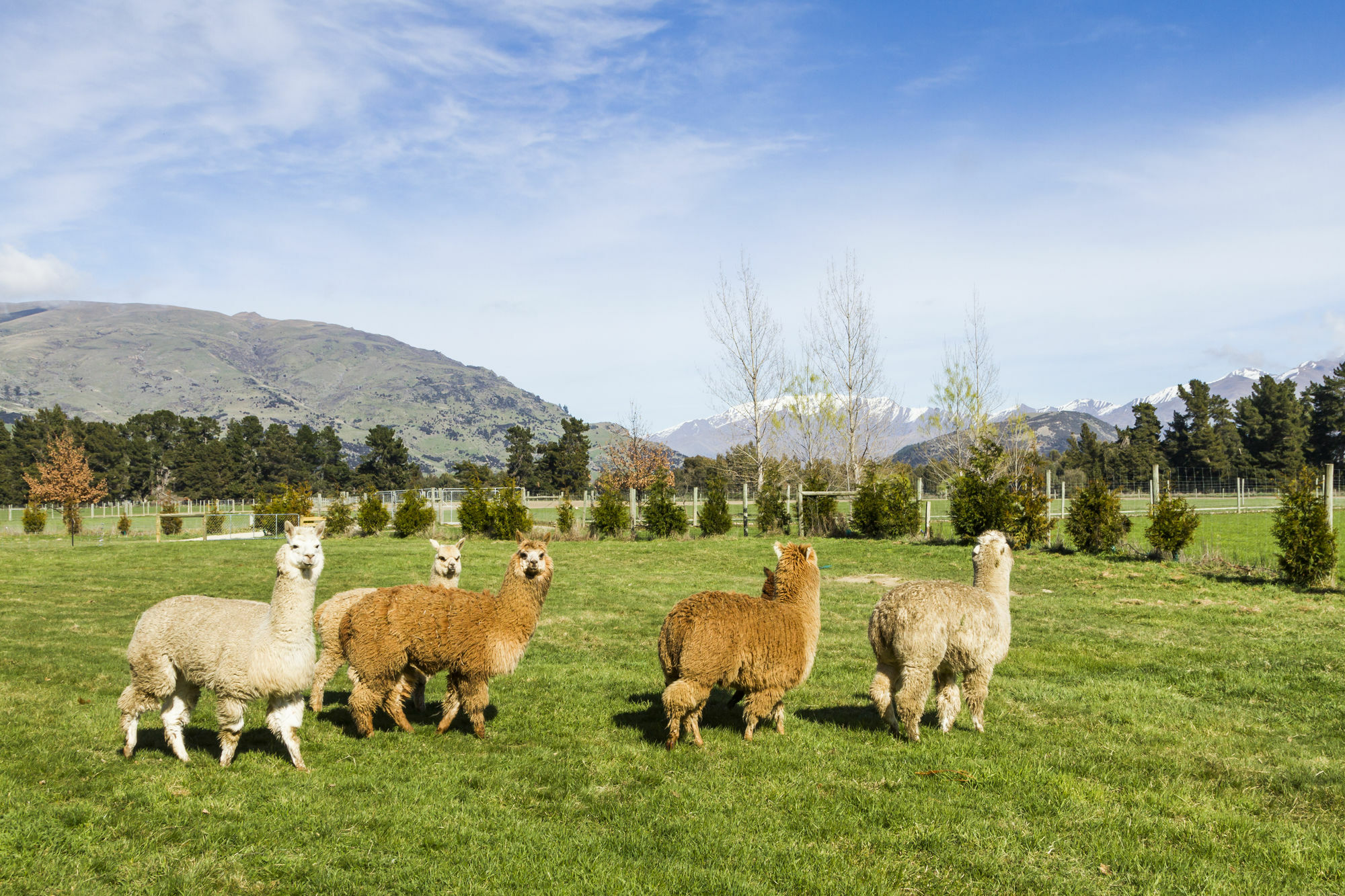Criffel Station Farmstays Luggate Buitenkant foto